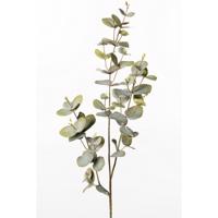 Eucalyptus gren 70 cm. - Lime